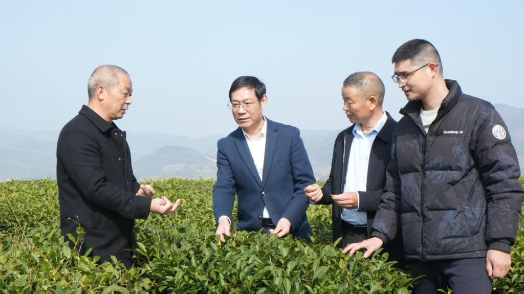 “田教授”网络直播课堂之“三茶统筹，谱写寿宁茶产业高质量发展新篇章”在 寿宁县张天福茶园开讲